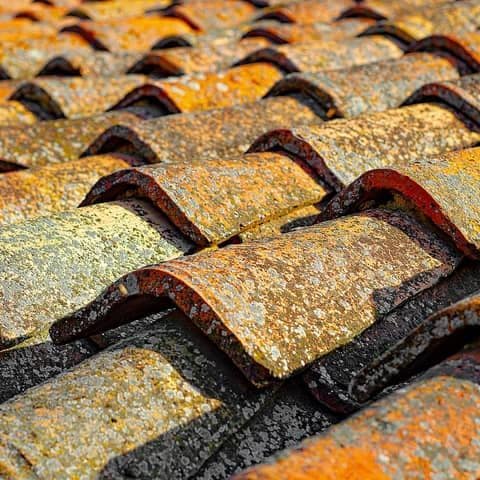 Roof tiles heavily colonised by moss and lichen